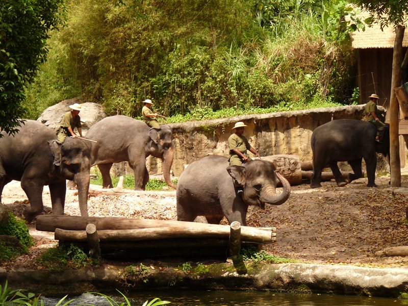 The elephants arrive for the show