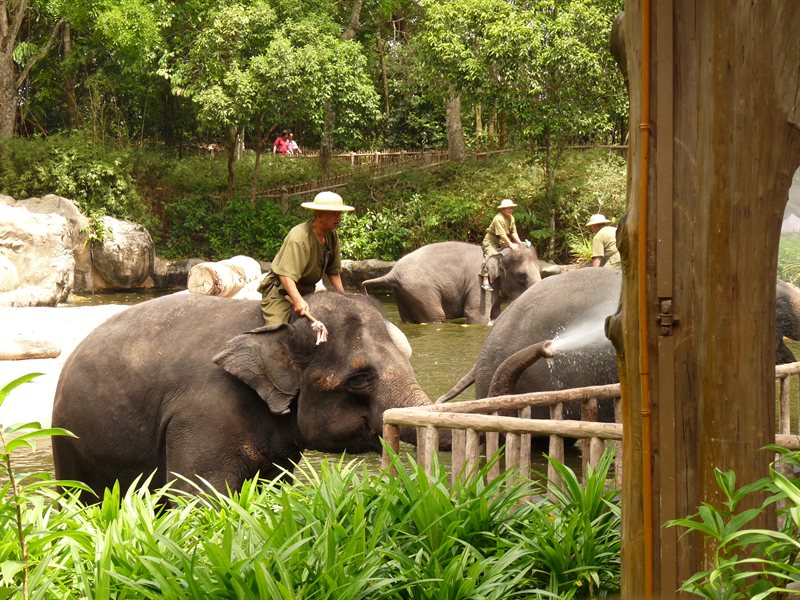 Elephants giving a free shower!