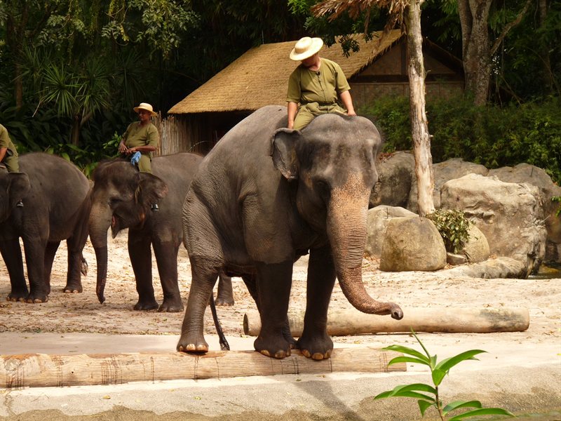 Elephant show at Singapore Zoo