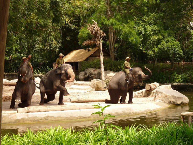 Elephant show at Singapore Zoo