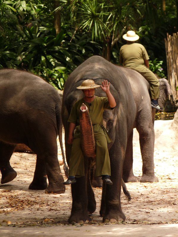 Elephant show at Singapore Zoo