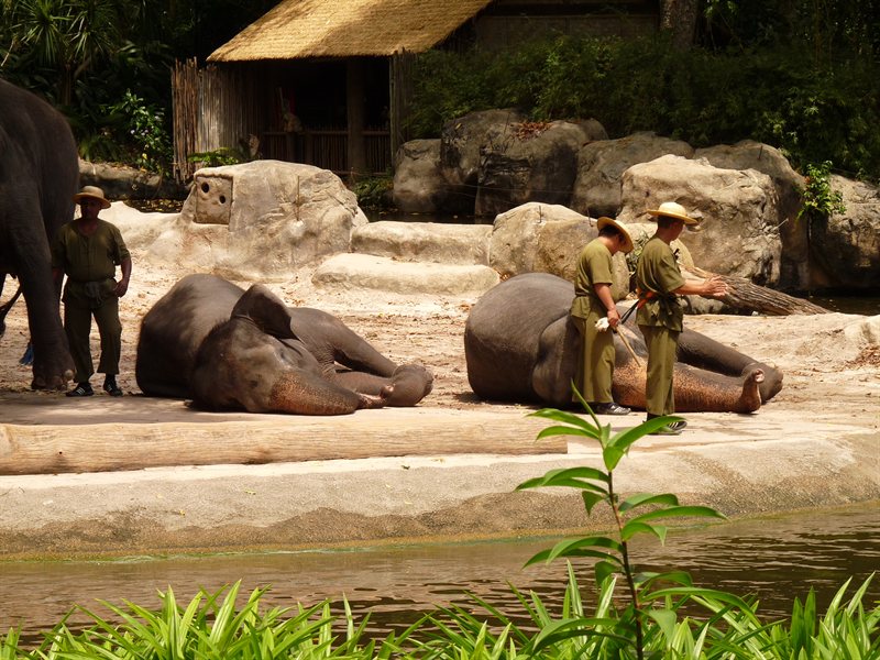 Elephant show at Singapore Zoo