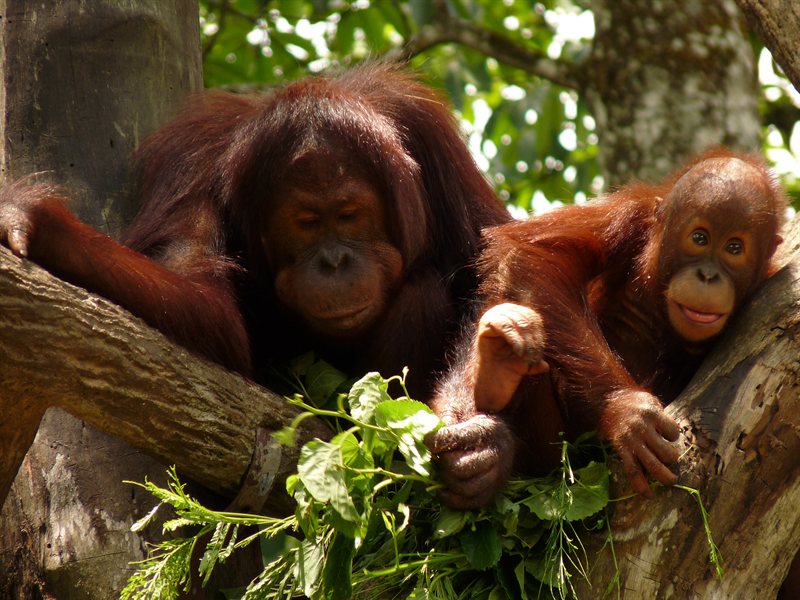 Orangutans at Singapore Zoo