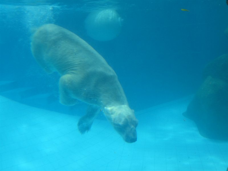 Swimming Polar Bear
