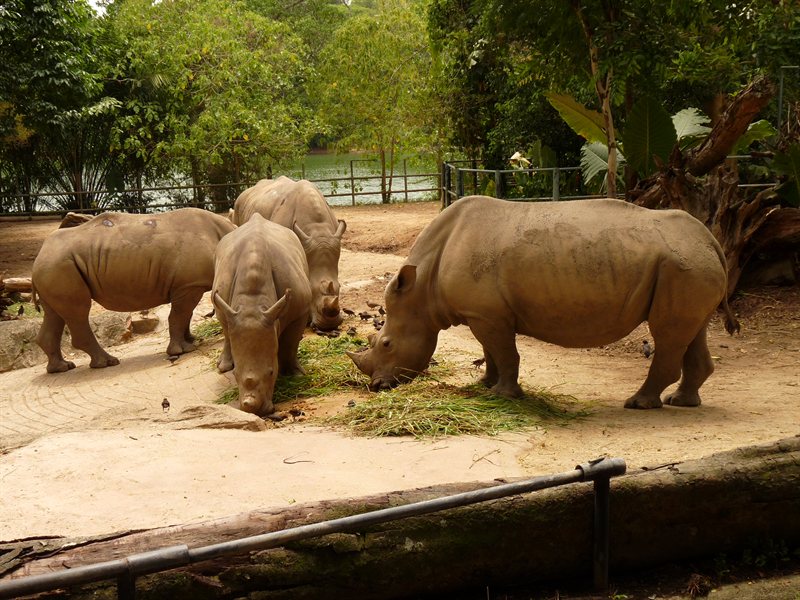 Rhinos at Singapore Zoo