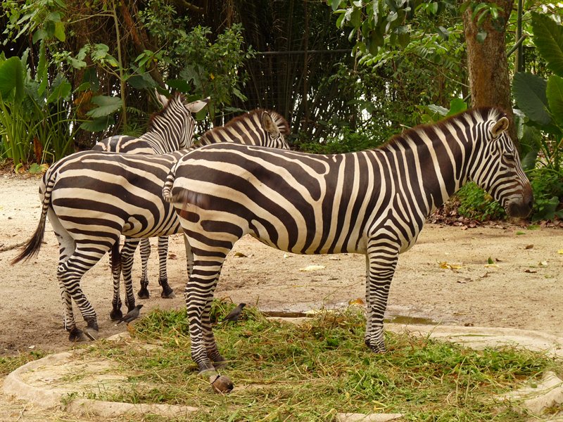 Zebras at Singapore Zoo