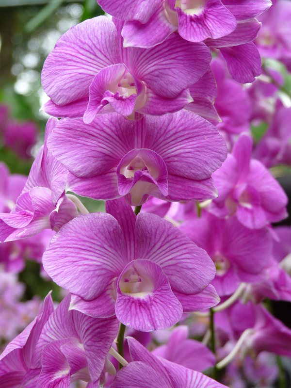 Orchid