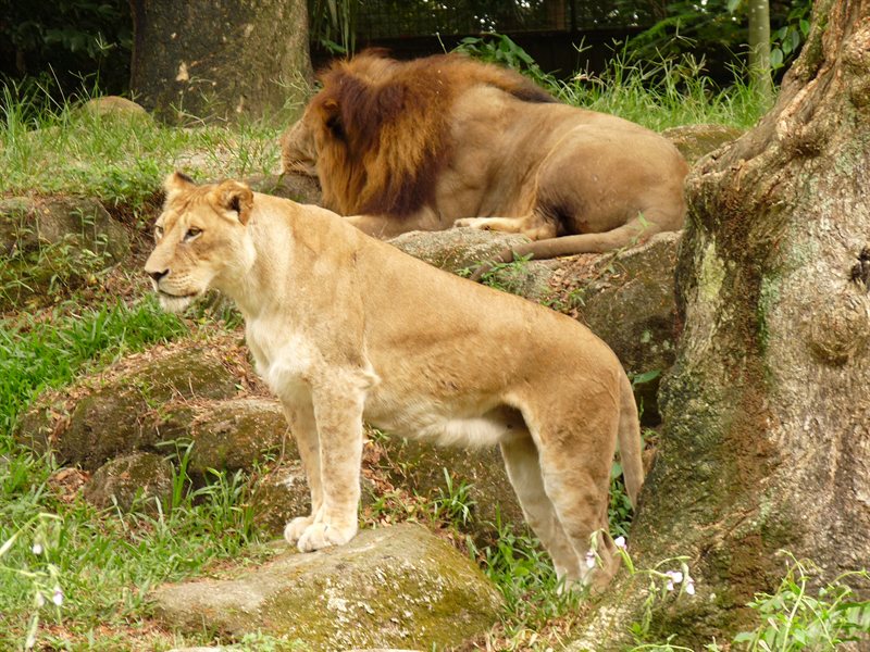 Lion and lioness at Sinapore Zoo