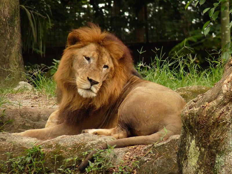 Lion at Singapore Zoo