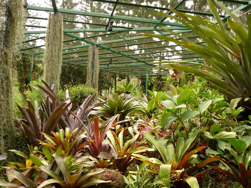 The bromeliad house
