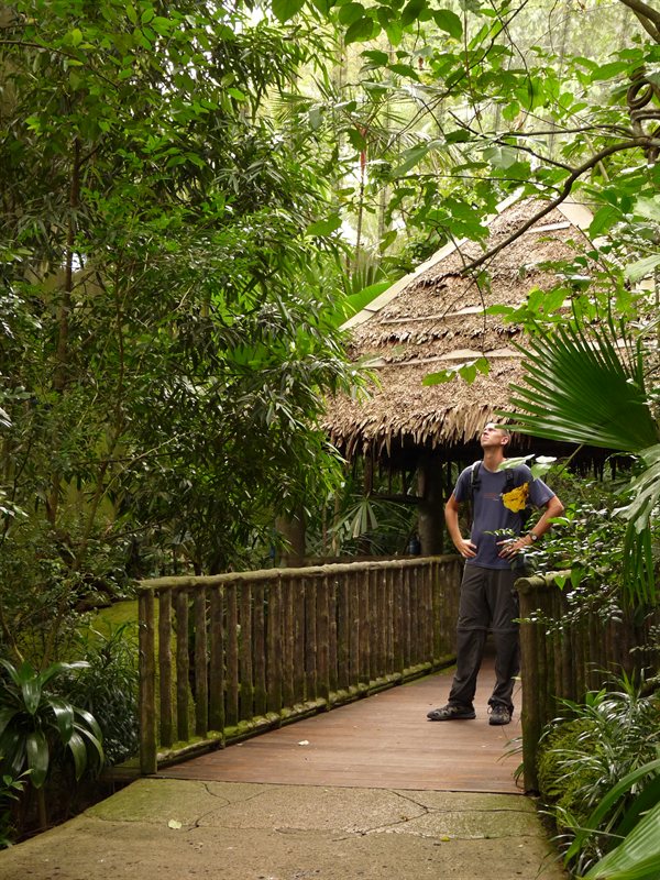 A strange beast in the rainforest