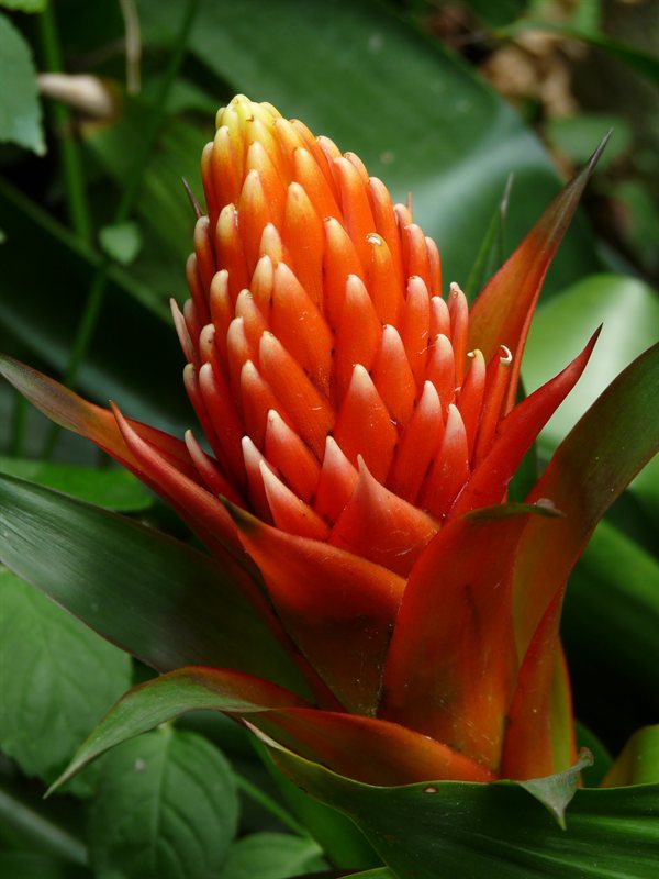 Bromeliad flower