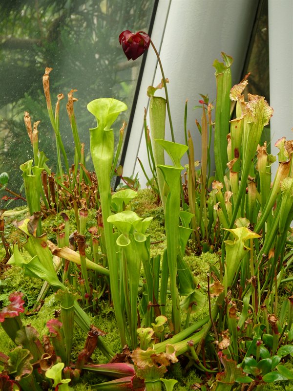 Carniverous plants in the cool house
