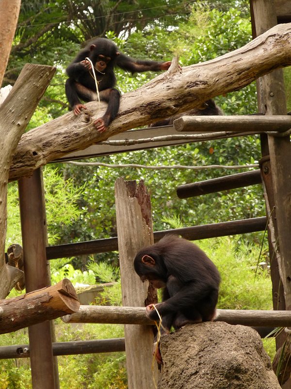 Chimpanzes