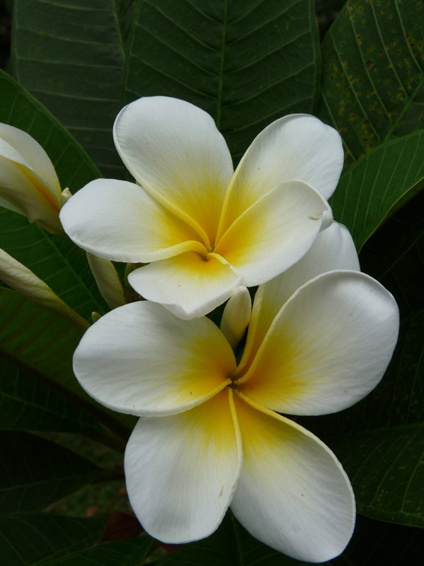 Frangipani at the botanic gardens