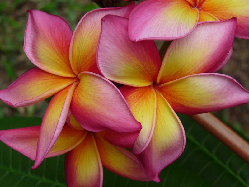 Frangipani at the botanic gardens