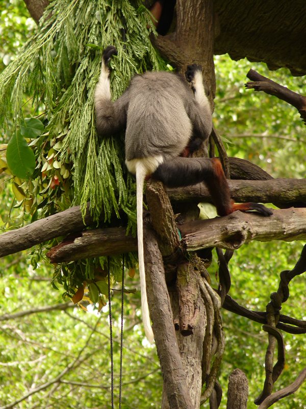 Douc Langur