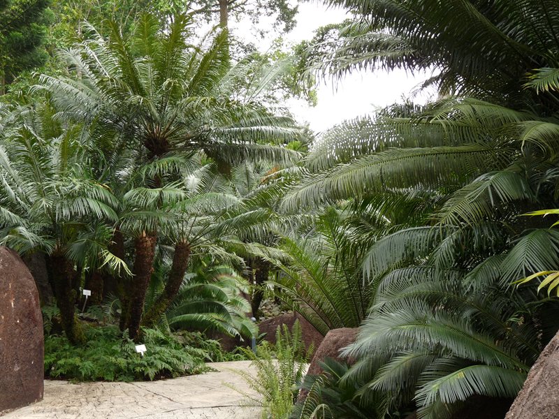 Ferns and cycads at the evolution garden
