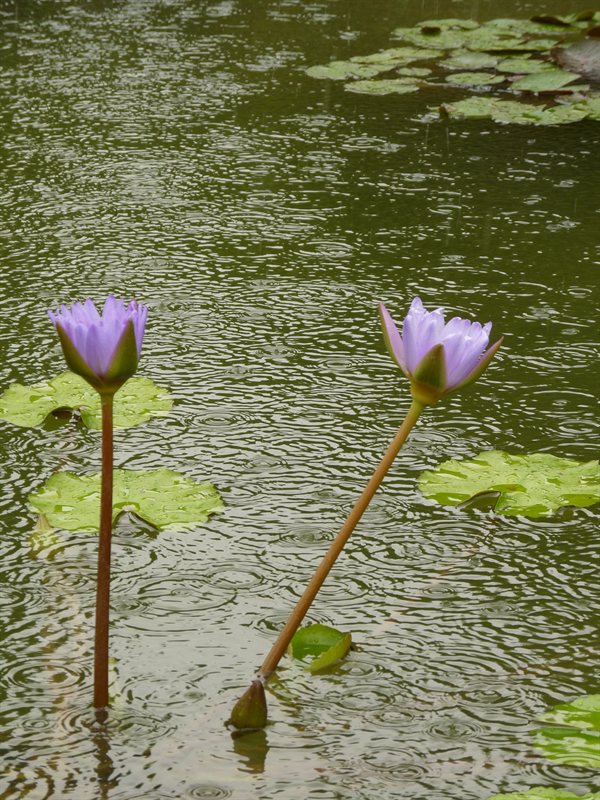 Lotus flowers in the rain