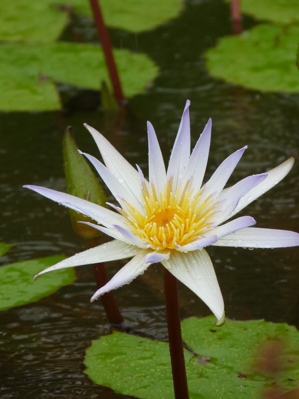 Waterlily