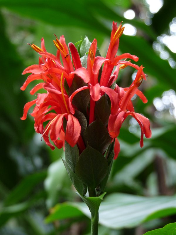Exotic flower