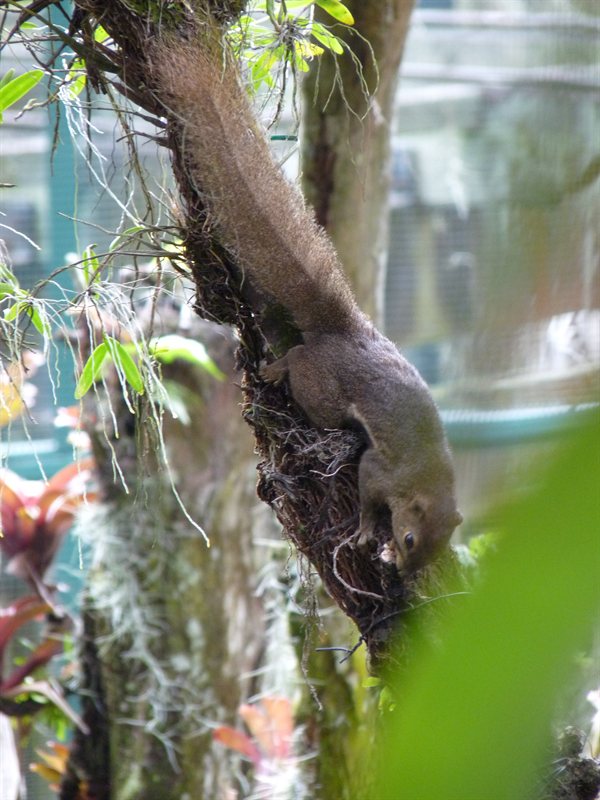 Squirrel in the orchid house