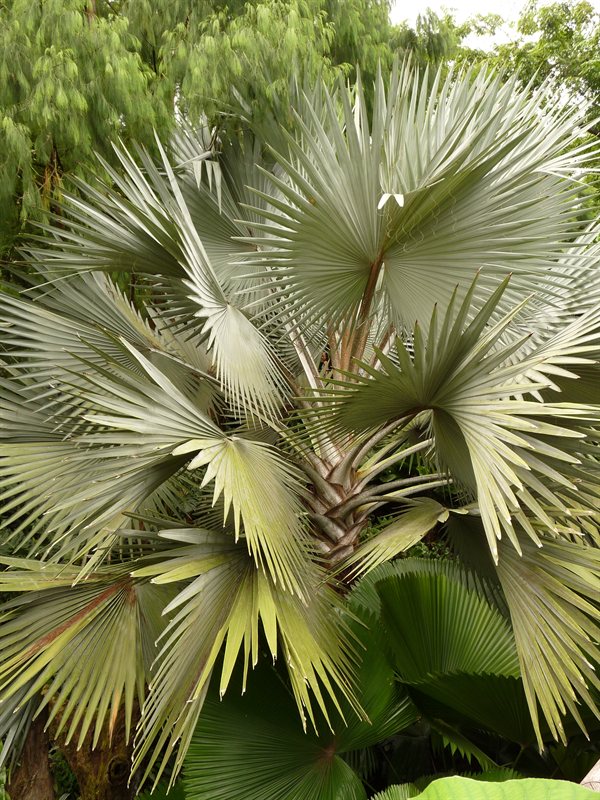 Giant palm