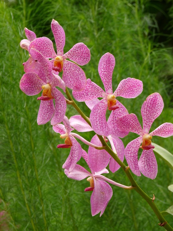 Orchid