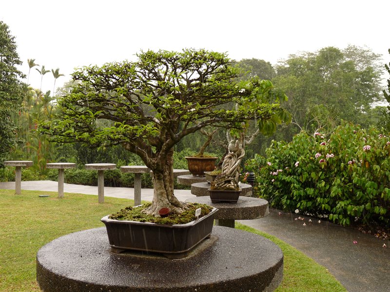Bonsai trees