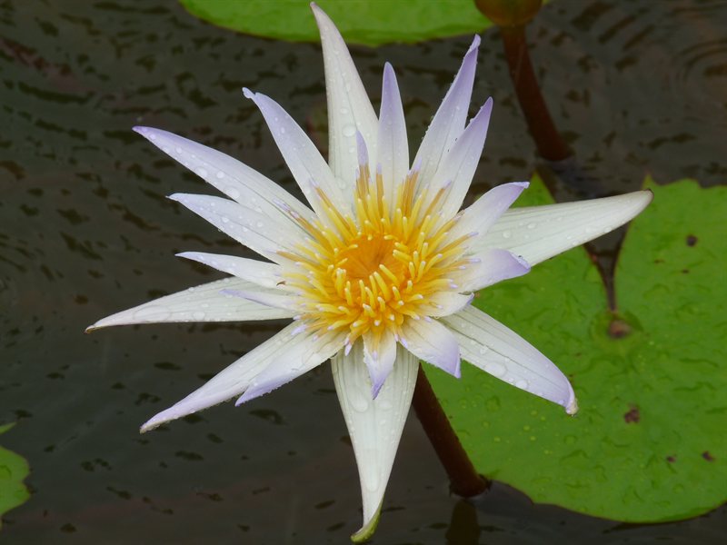 Waterlily