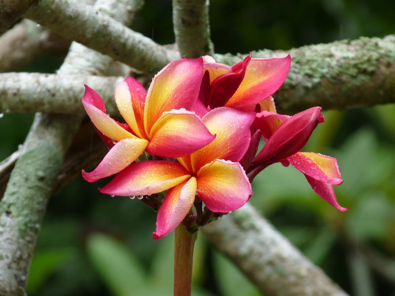 Frangipani at the botanic gardens