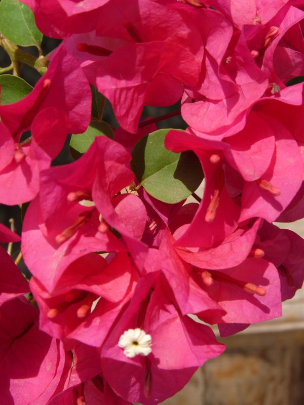 Flowers at Mango Tree Park