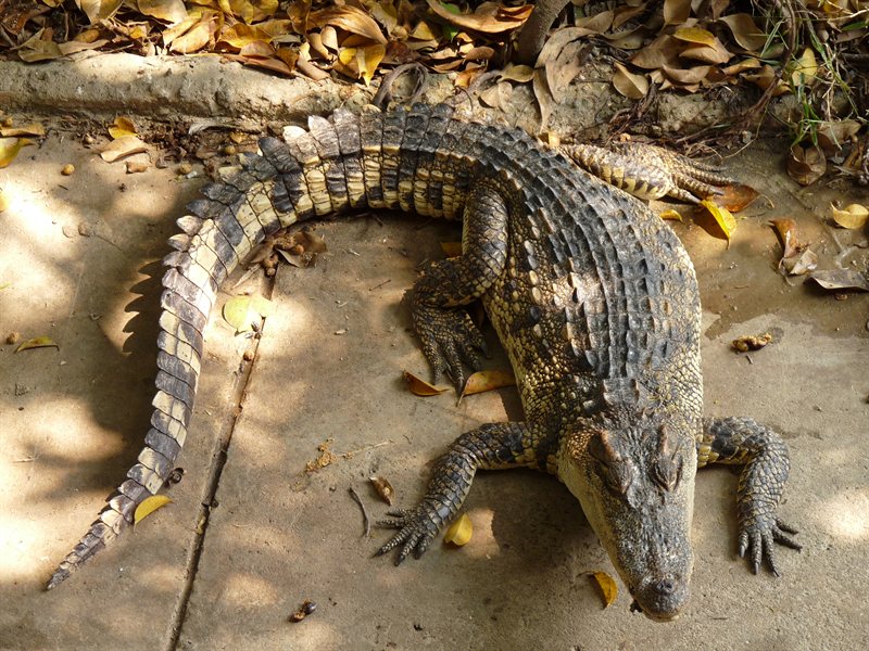 Crocodiles at Mango Tree Park