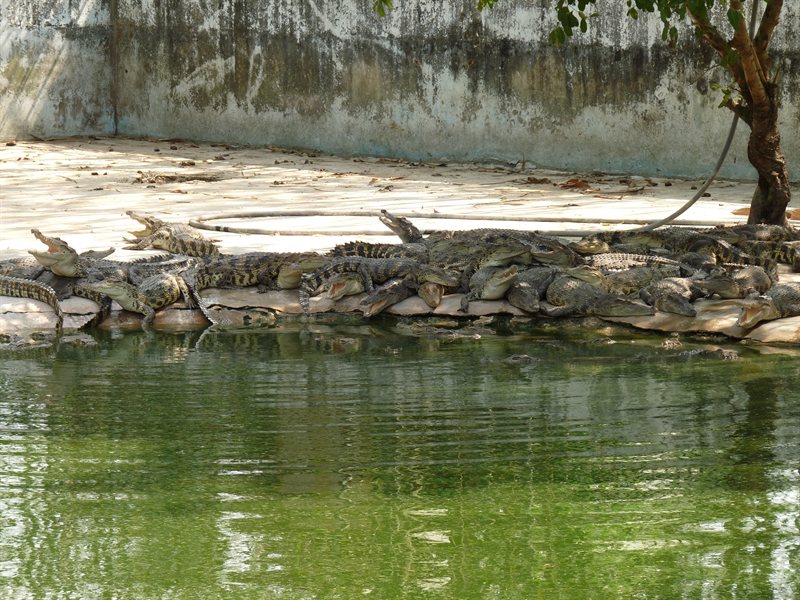 Crocodiles at Mango Tree Park