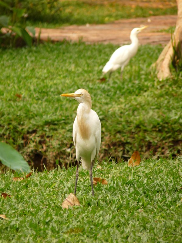 Egrets at the Mekong Delta service stop