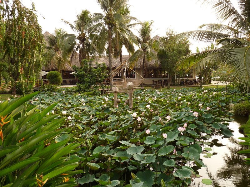 Lotus flowers at the Mekong Delta service stop