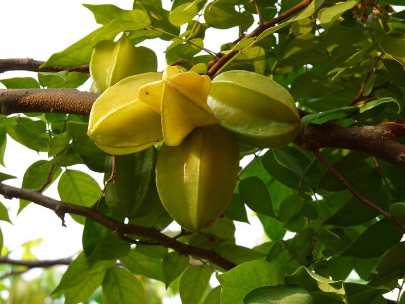 Star fruit