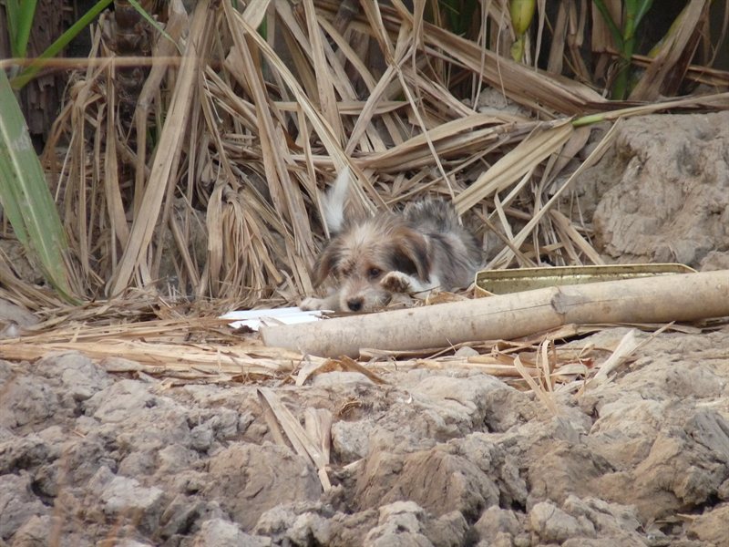 Puppy next door to the homestay