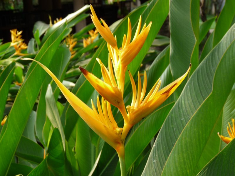 Plants at the Mekong Delta service stop