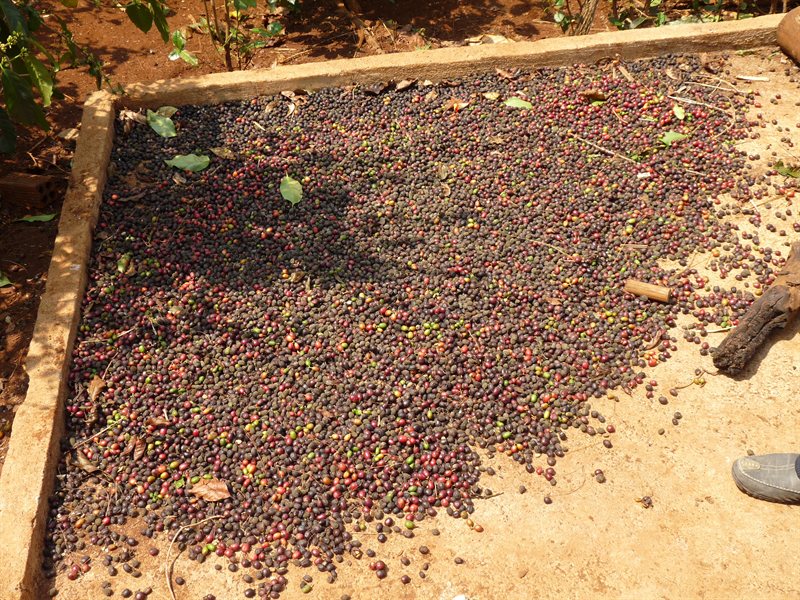 Drying the coffee beans