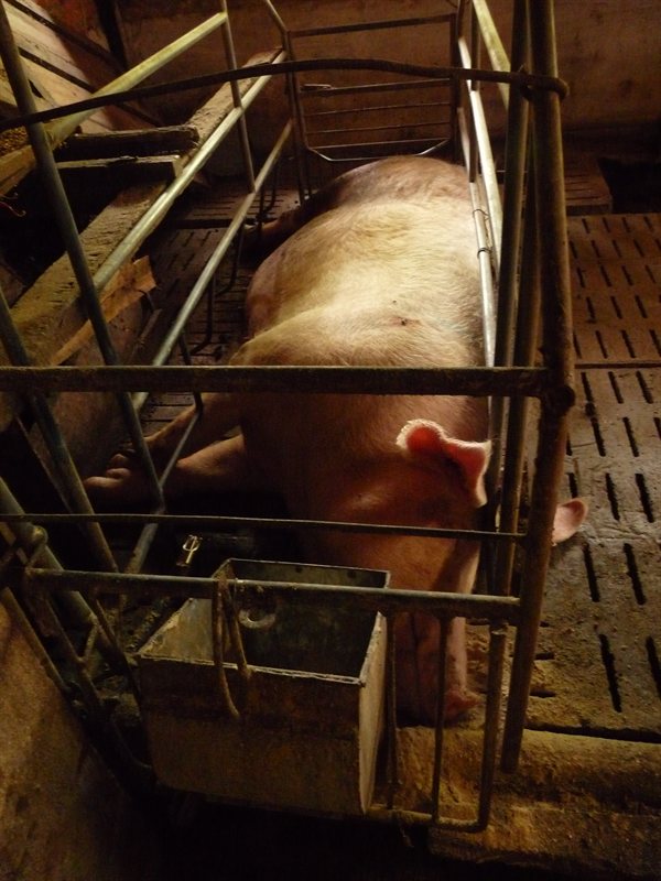 Drunk pig after too much rice wine "mush"