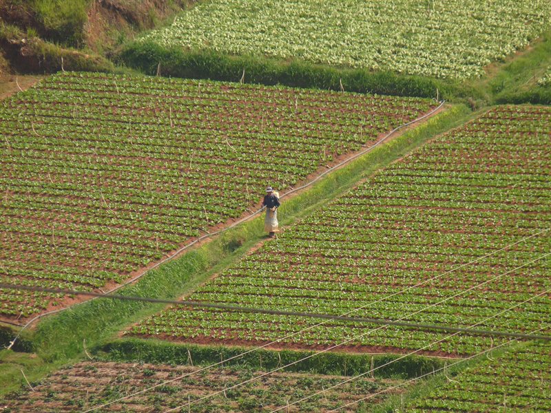 Farmer near Dalat