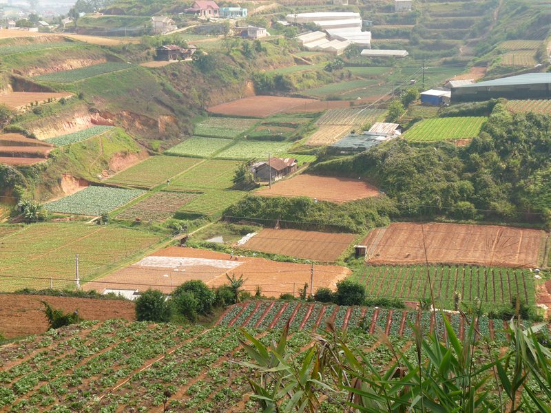 Fields around Dalat