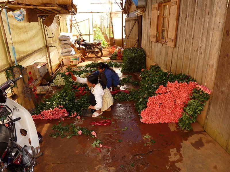 Sorting the roses at the flower farm