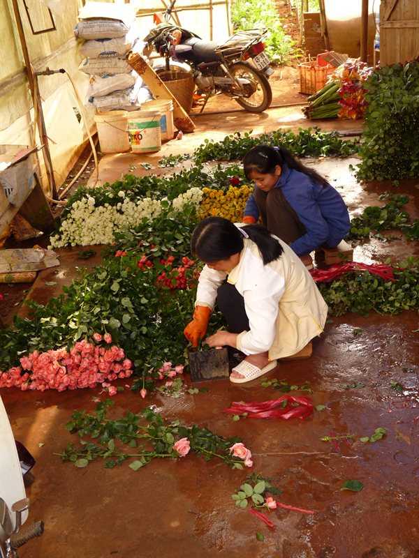 Sorting the roses at the flower farm