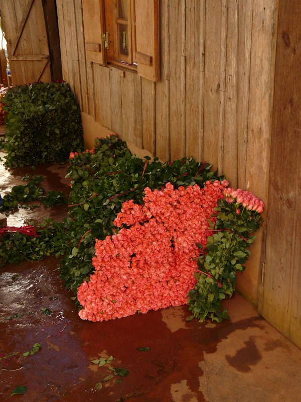 Roses at the flower farm