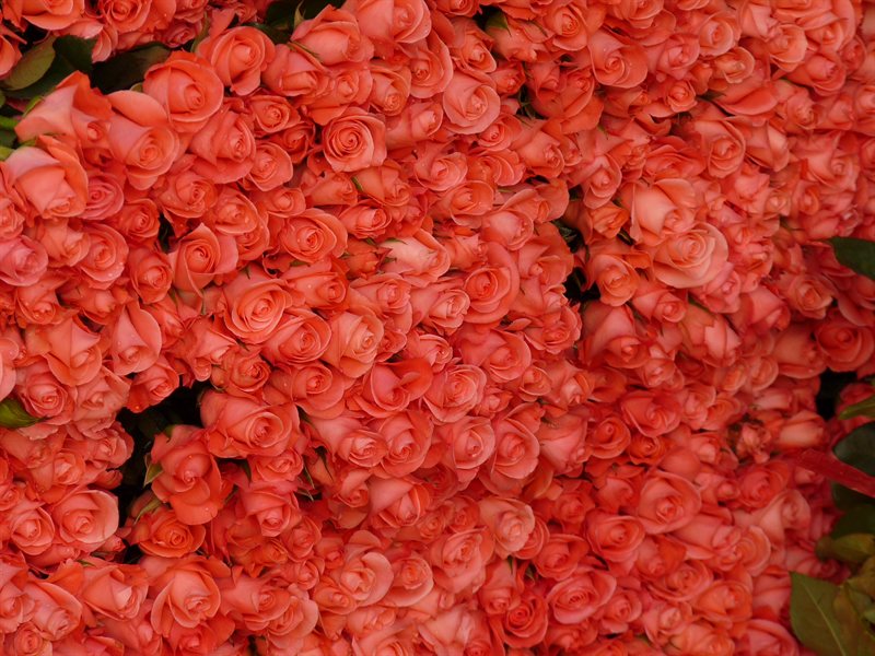 Roses at the flower farm
