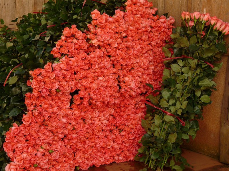 Roses at the flower farm