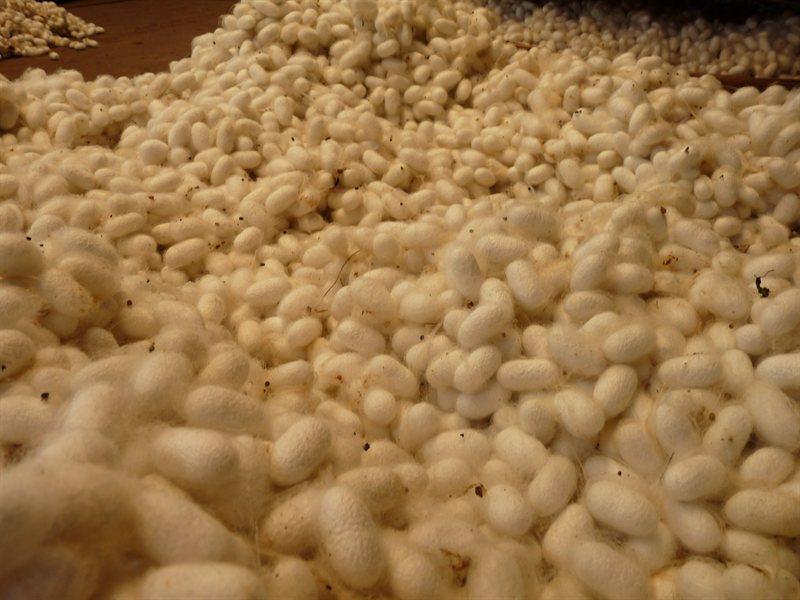 Silk worm cocoons