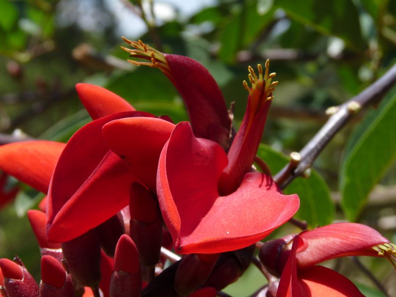 Flowers at Dalat Flower Gardens